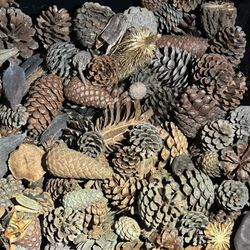 Big Bag Of Pine Cones