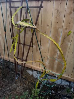 Free dragon fruit plant