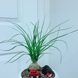 Ponytail - 8” Ceramic Pot - Indoor/Outdoor