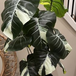 Faux Monstera Albo Plant