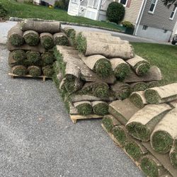 Fresh Sod Cut Every Morning 