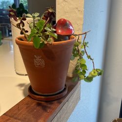 MIXED PLANTS