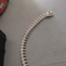 Custom Snake Original