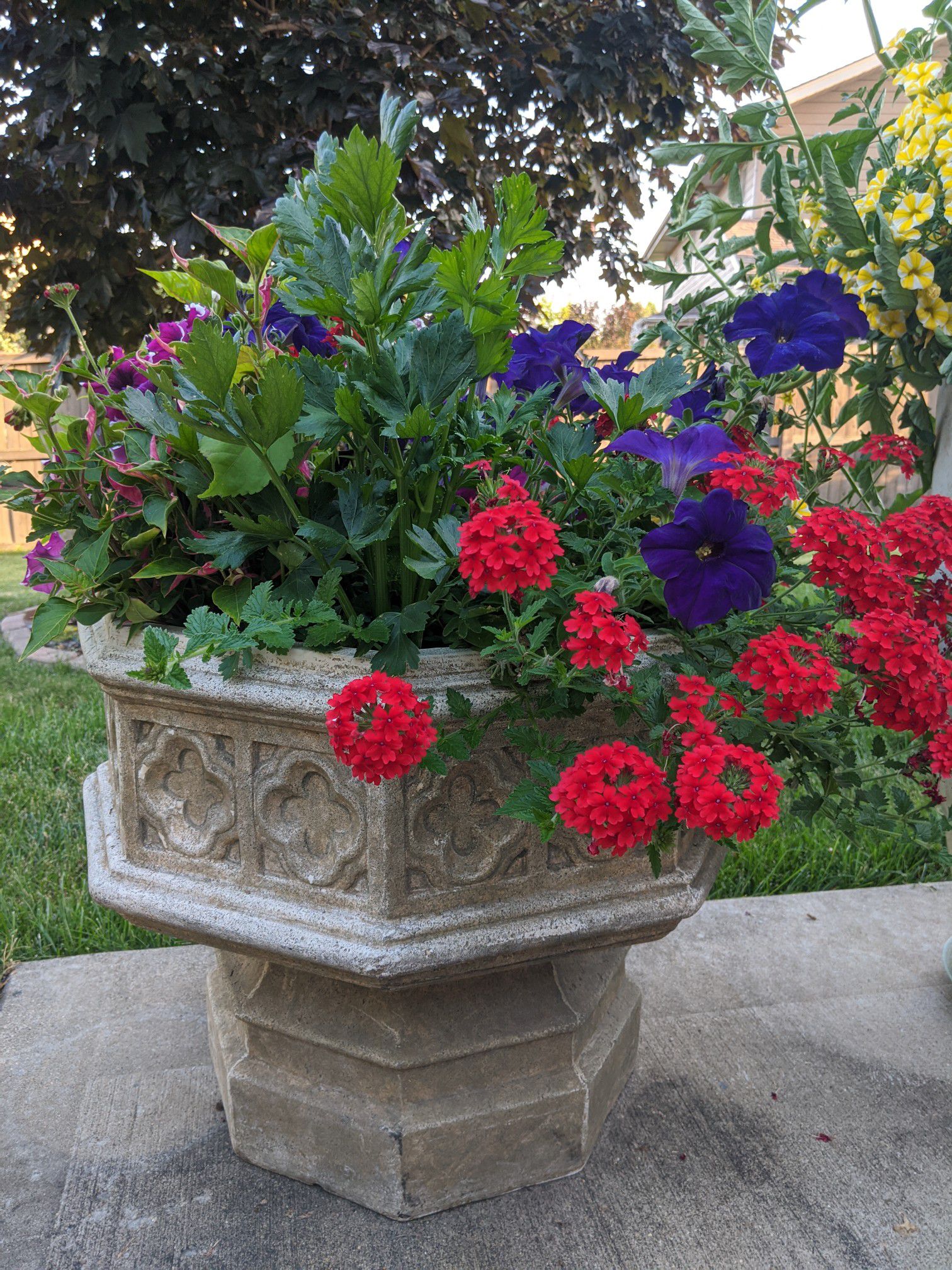 flower pot with plants