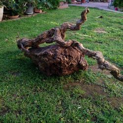 Genuine Driftwood For Aquariums Terrariums Decor 