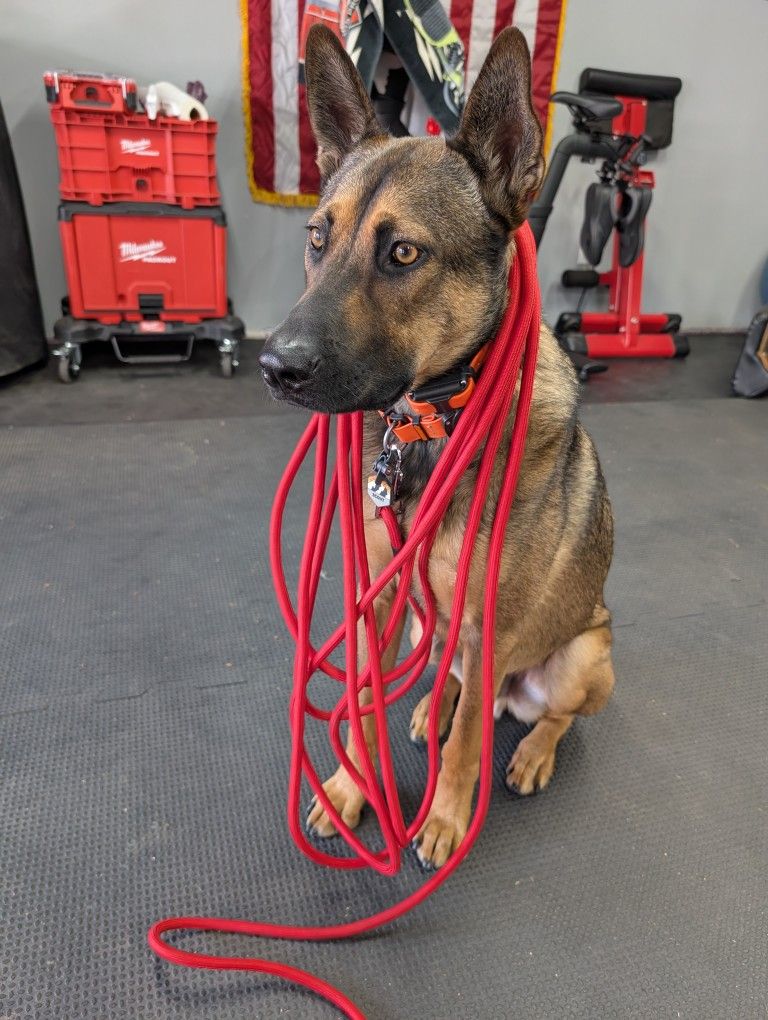 30ft Dog Leash Long Line
