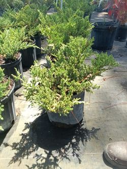 Juniper Regular - 3 Gallons