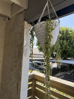 String of pearls