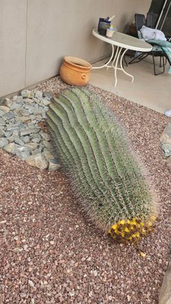 Huge barrel cactus