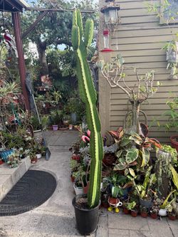 Euphorbia Ingens Candelabra Tree