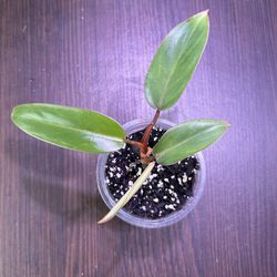 Philodendron Lincoln Park Zoo