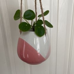 Beautiful Pilea Plant With Hanging Pot