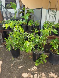 Yellow bell plants