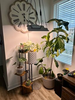 Fiddle Leaf Fig Tree 7Ft