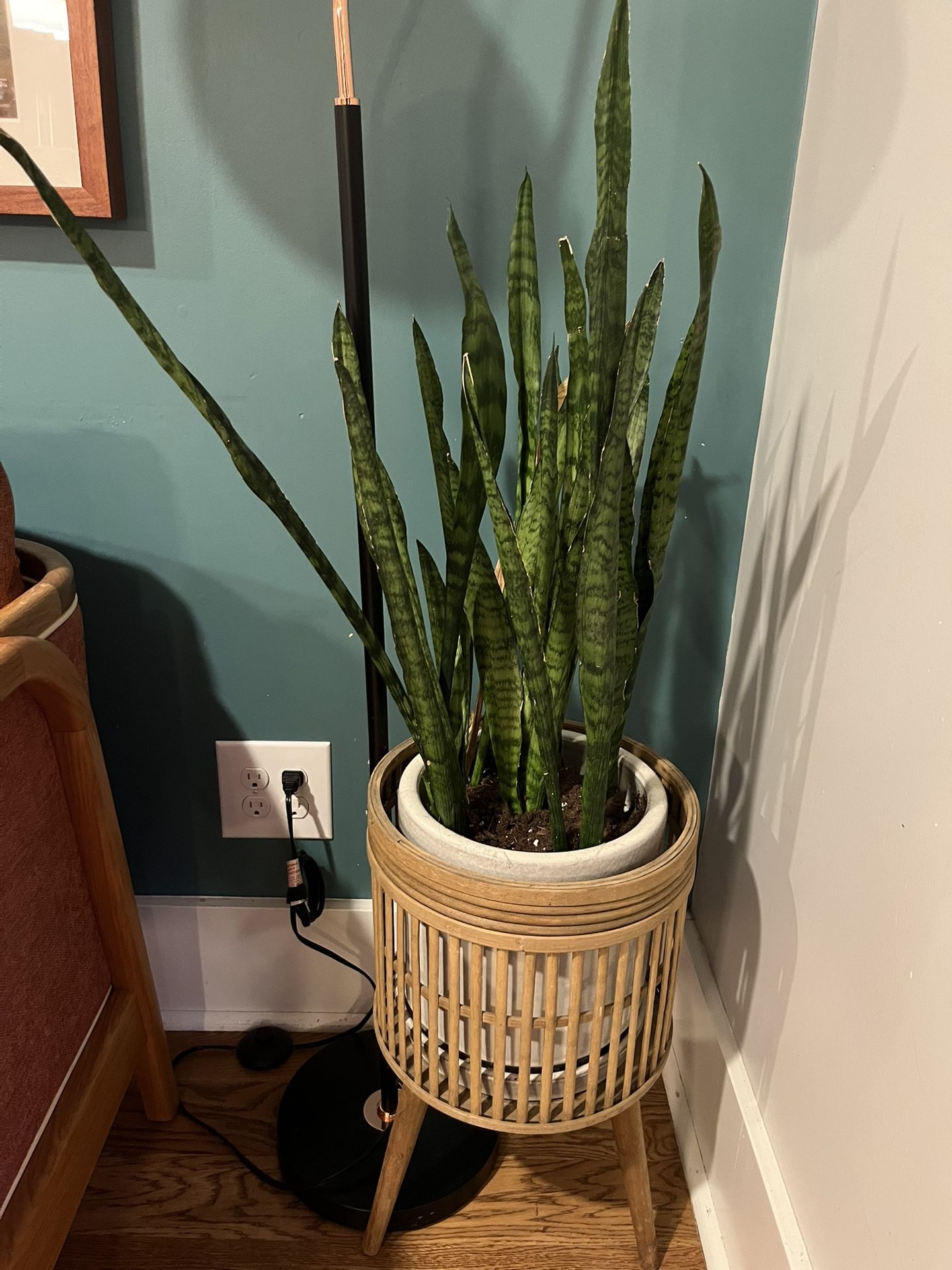 Snake Plant With Ceramic Pot And Planter