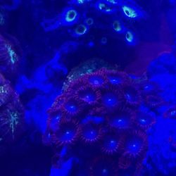 Saltwater Coral Frags