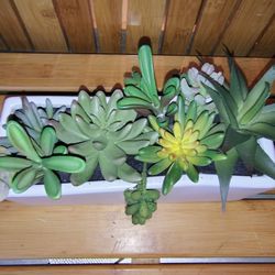 Decorative Plant 🌵‼️‼️‼️ CLARENCE 