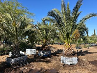 Canary and Pindo Palm trees