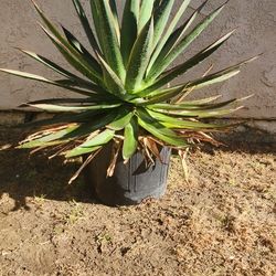 Blue Glow Agave 