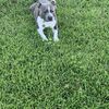 Irma