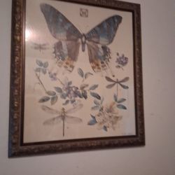 Butterfly Picture