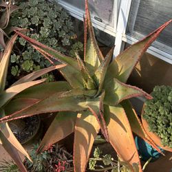 Big Mountain Aloe In 5gal Ceramic Pot