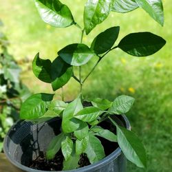 Group of garden plants