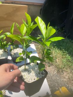Meyer Lemon seedlings