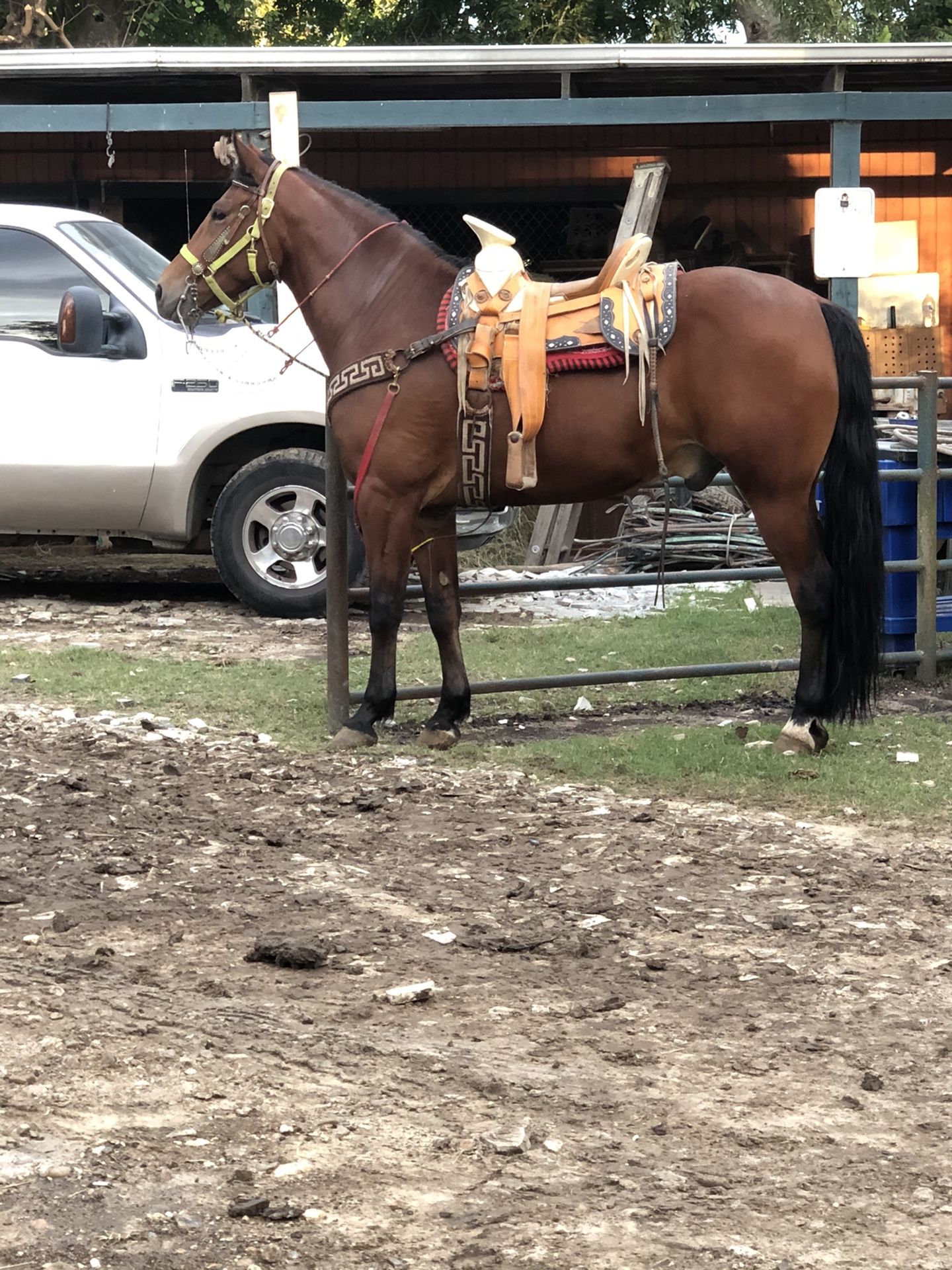 Caballo cuarto de milla con azteca mansito