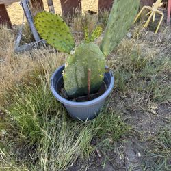 Nopal Plant 