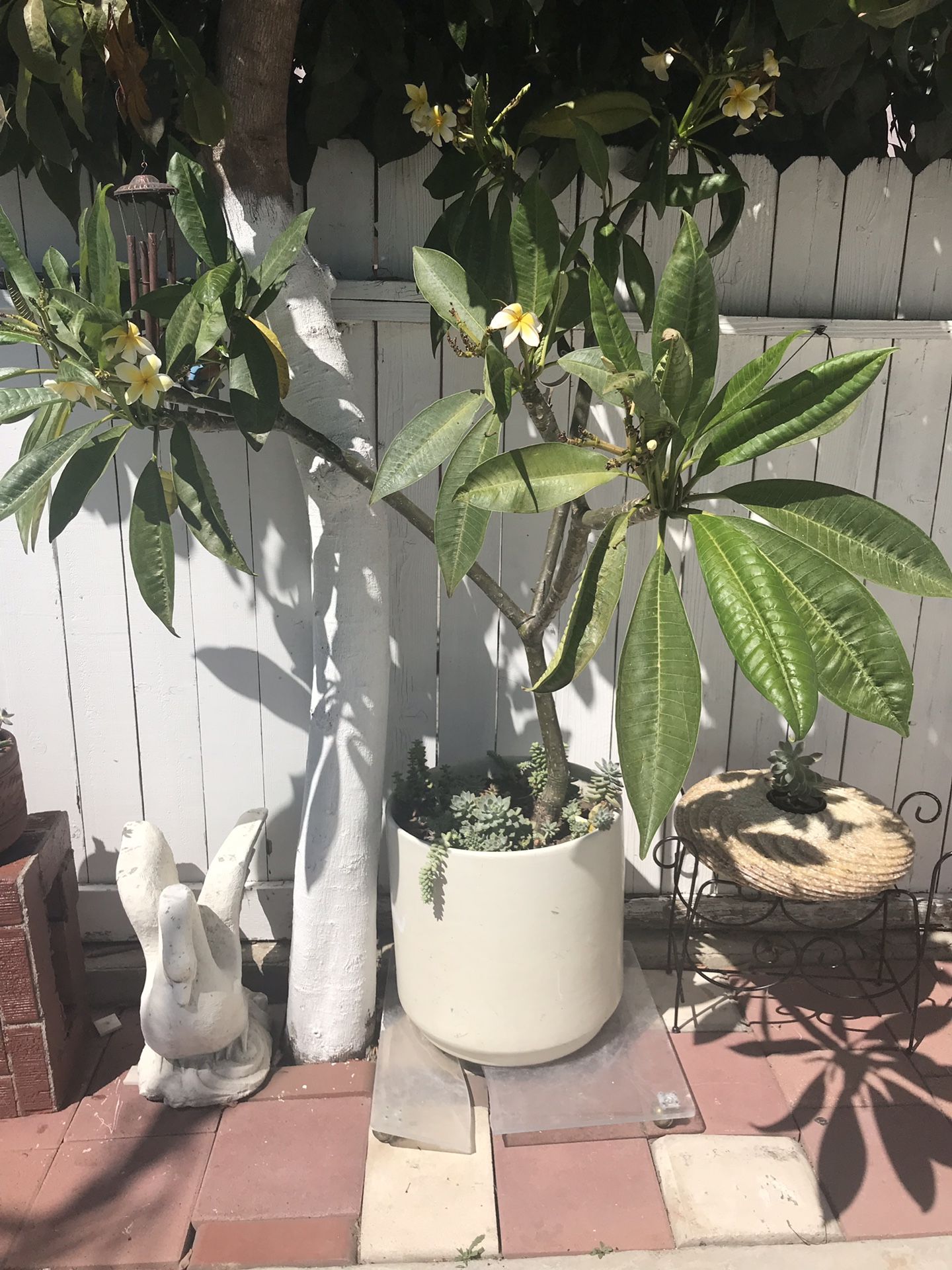 Planta hahullana con maseta y plantas de resequedad