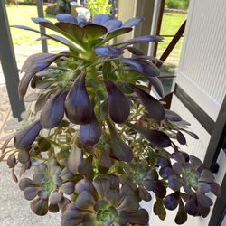 AEONIUM ARBOREUM-BLACK ROSE