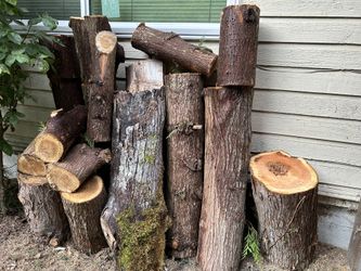 Fresh Cedar Tree Rounds - Various Sizes