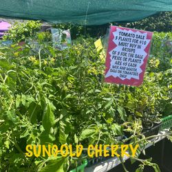 TOMATO PLANTS BRED TO PRODUCE HERE -BIG SALE All ORGANIC 