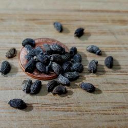 Borage Seeds 
