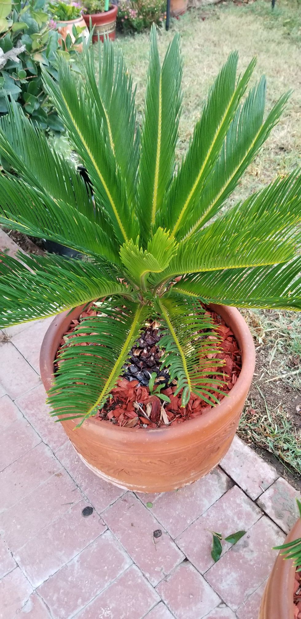 2 Sago palm $60.00 cada una