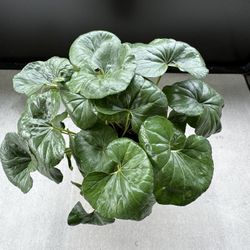 Fargfugium 