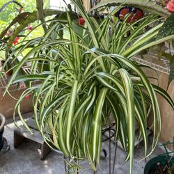 Spider Plant Potted 