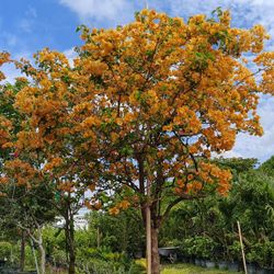 Gorgeous Bougainvillea Tree With Blooming Yellow 💛 Flowers 