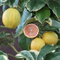 Variegated Pink Eureka Lemon tree 🍋🍋🍋
