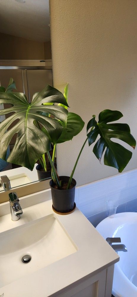 Beautiful Monstera Plant.