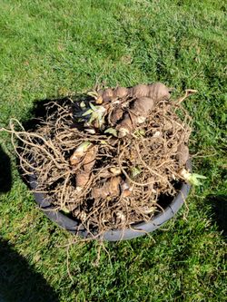 Iris bulbs