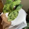 Common Plant Queen