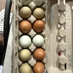 Fresh Eggs