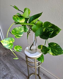 Indoor plant with vase