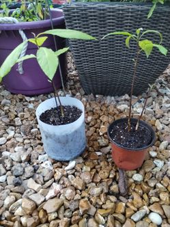 17" Avocado Tree Saplings