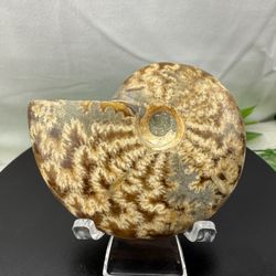 Rare Fossilized Ammonite