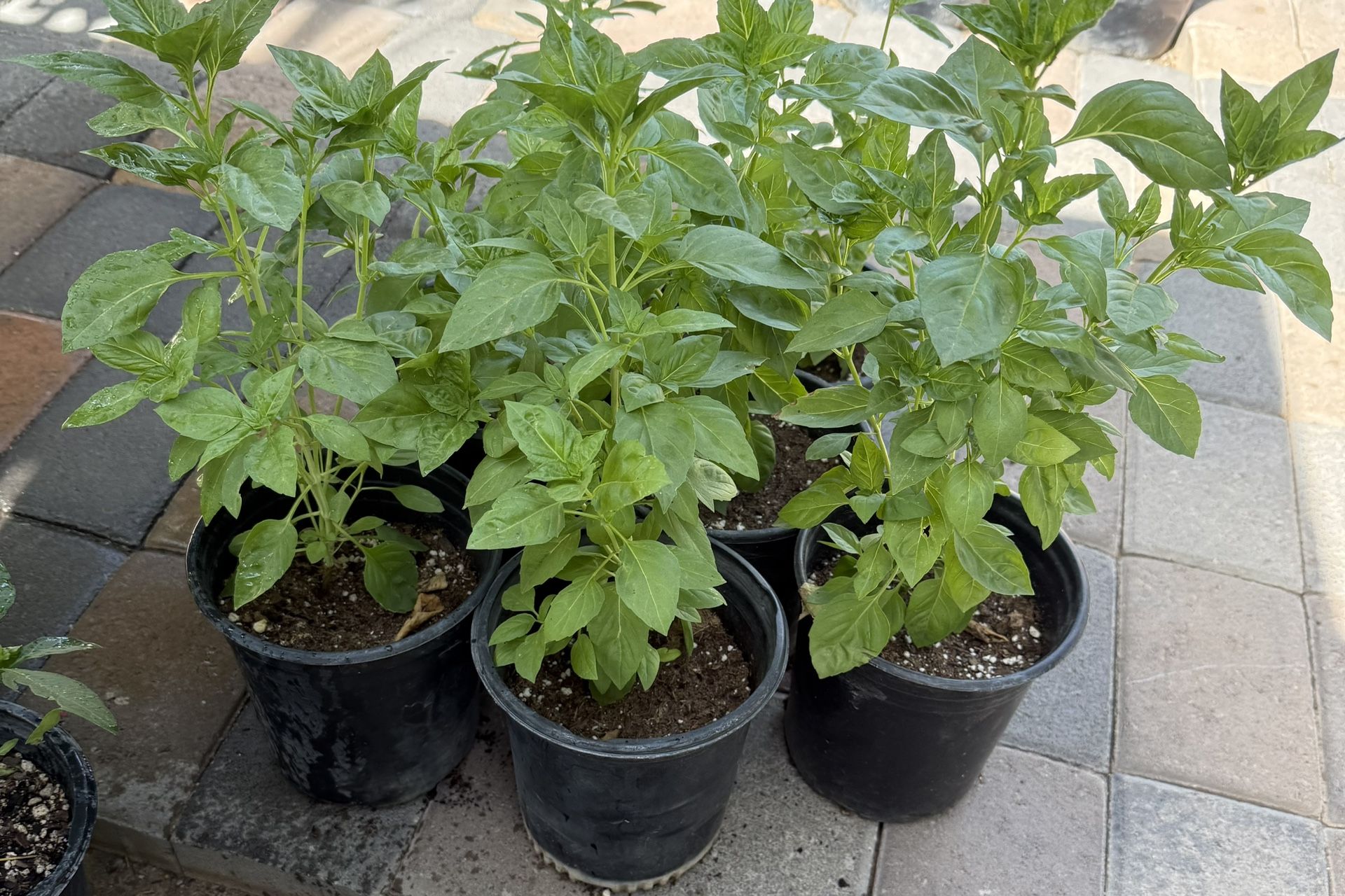 Basil Or Albacar Plans $10 Each Price Firm