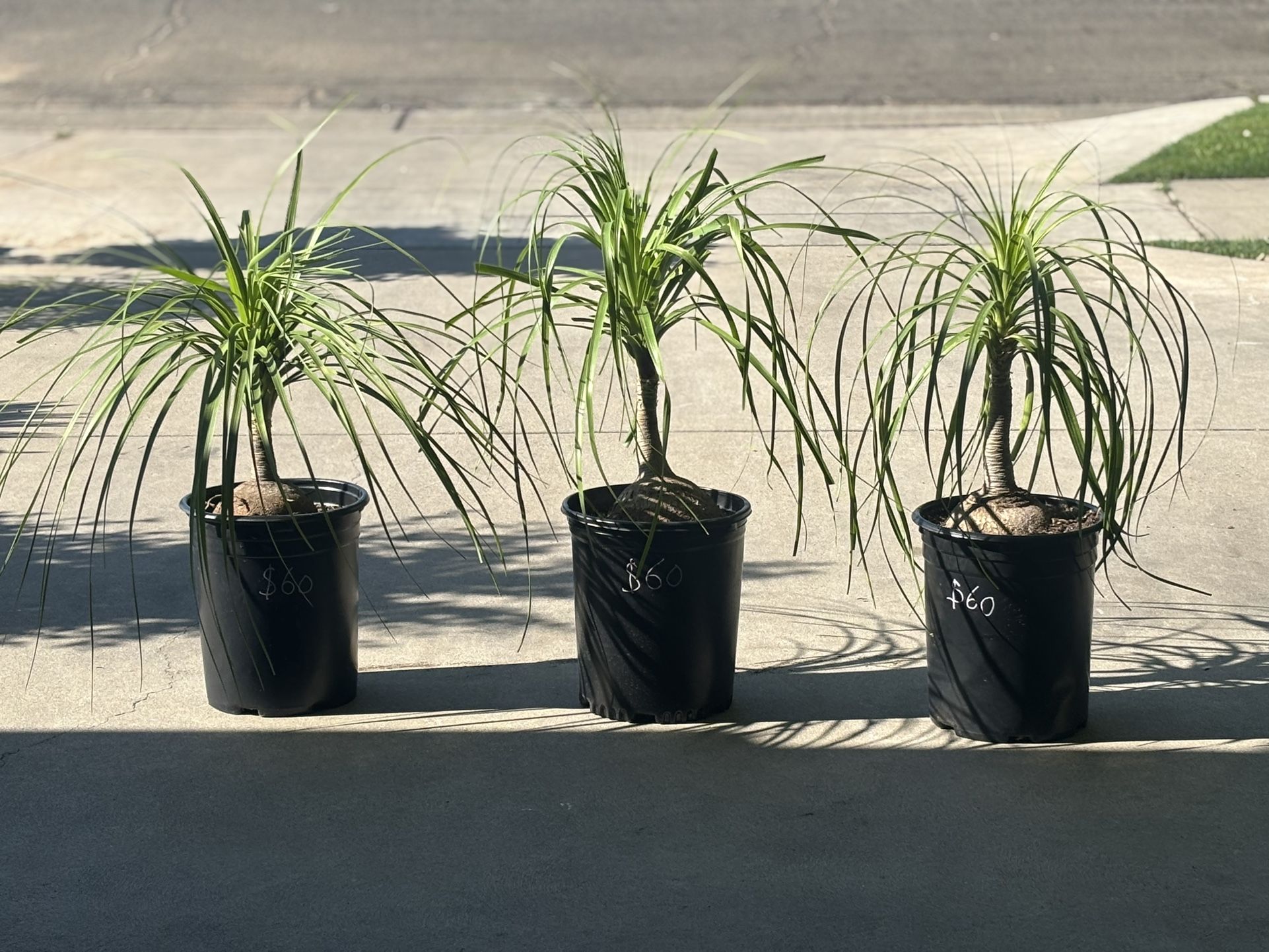 Elephant Leg Plants 🪴🐘