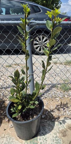 Plant Shrub